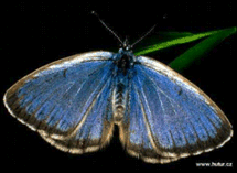 Maculiea_alcon_small.GIF, 20 kB